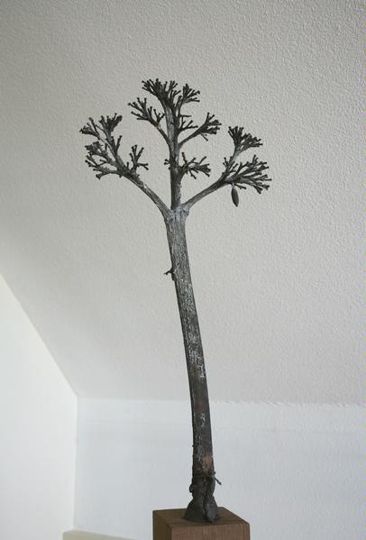 Agave tak, 2006