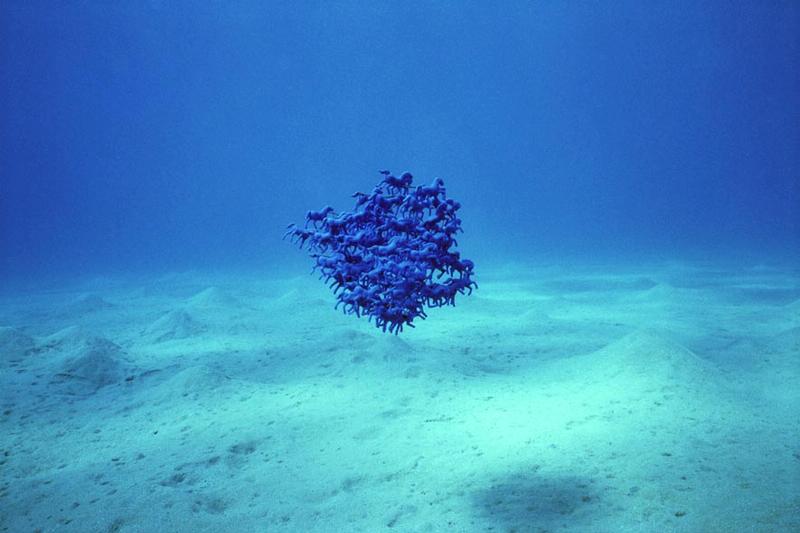 Blue horses, 2002