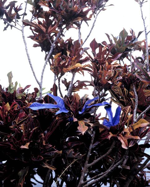 Untitled (Blue leaves), 2003