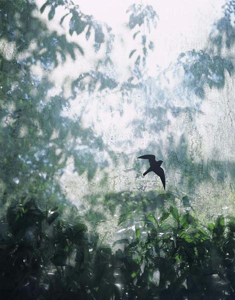Untitled (Soundscreen with bird), 2003
