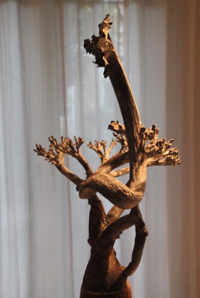 Gedraaide bloemtak, Agave Americana, 2015